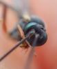 Campopleginae inconnu